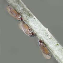 Ctenarytaina eucalypti