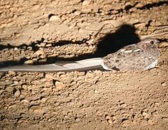 Caprimulgus vexillarius