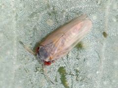 Ctenarytaina eucalypti