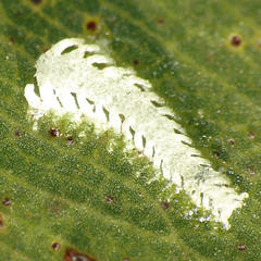 Eucalyptolyma maideni