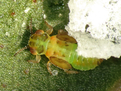 Eucalyptolyma maideni