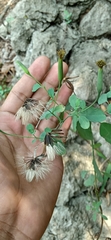 Porophyllum ruderale