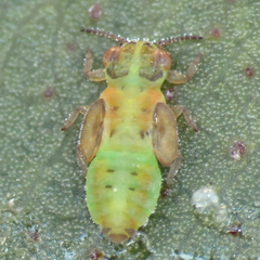 Eucalyptolyma maideni