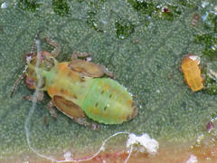 Eucalyptolyma maideni