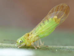 Eucalyptolyma maideni