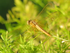Crocothemis