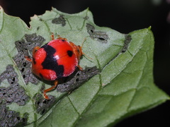 Diekeana admirabilis