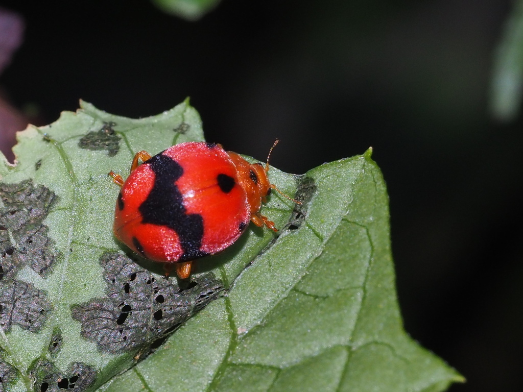 Diekeana