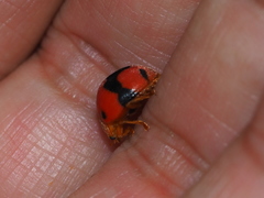 Diekeana admirabilis