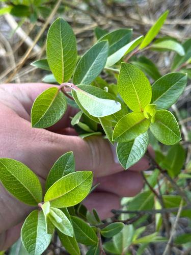 Athabasca Willow (Salix athabascensis)