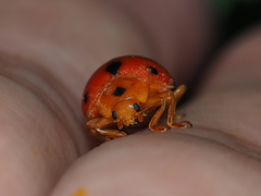 Diekeana admirabilis