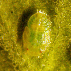 Bactericera cockerelli