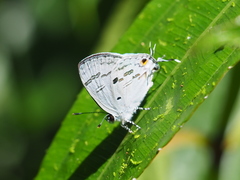 Hypolycaena kina