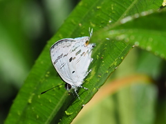 Hypolycaena kina