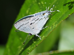 Hypolycaena kina