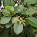 Red Alder - Photo (c) Neil Gilham, some rights reserved (CC BY-NC), uploaded by Neil Gilham
