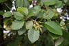Red Alder - Photo (c) Neil Gilham, some rights reserved (CC BY-NC), uploaded by Neil Gilham