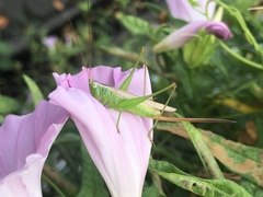 Conocephalus exemptus