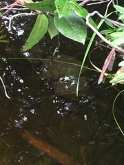 Ambystoma gracile
