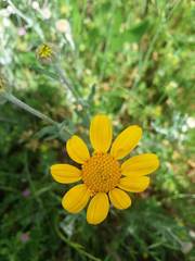 Eriophyllum lanatum integrifolium