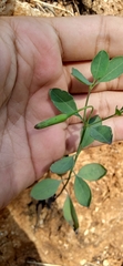 Porophyllum ruderale
