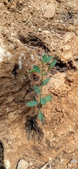 Porophyllum ruderale