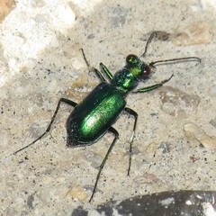Cicindela pimeriana