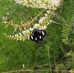 Alypiodes bimaculata