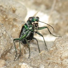 Cicindela pimeriana