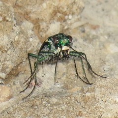 Cicindela pimeriana