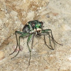Cicindela pimeriana