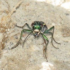 Cicindela pimeriana