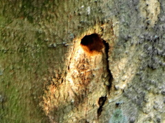 Albizia adianthifolia adianthifolia