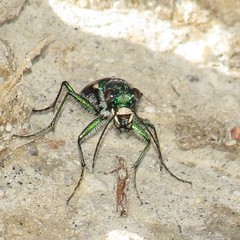 Cicindela pimeriana