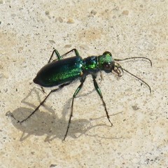 Cicindela pimeriana