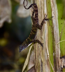 Anolis rubribarbus