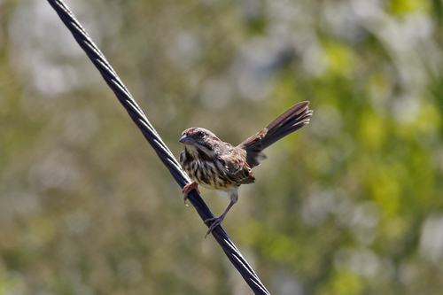 Song Sparrow photographed in New Jersey
