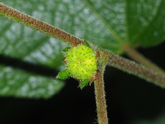 Urena procumbens