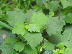 Urena procumbens