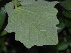 Urena procumbens