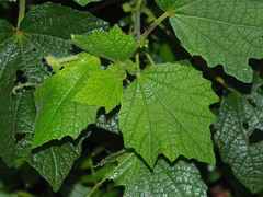 Urena procumbens