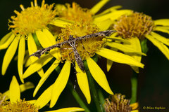 Amblyptilia punctidactyla