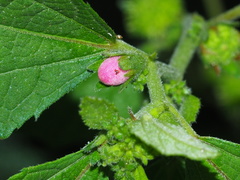 Urena procumbens