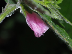 Urena procumbens