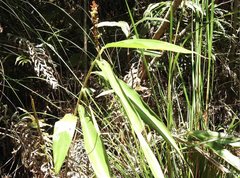 Alpinia stachyodes