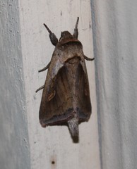 Bellura densa
