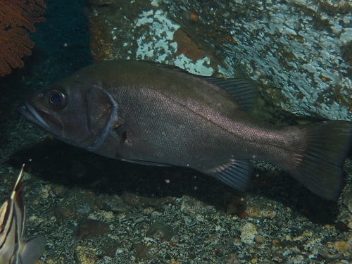 Druifoog-zeebaars (Hemilutjanus macrophthalmos) — Serranidae — 3