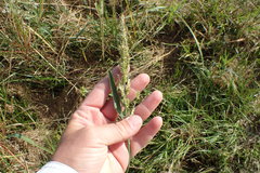 Echinochloa crus-pavonis