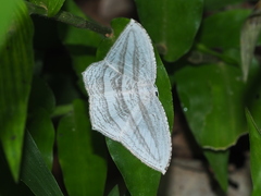 Acropteris leptaliata