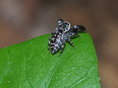 Rhene yunnanensis